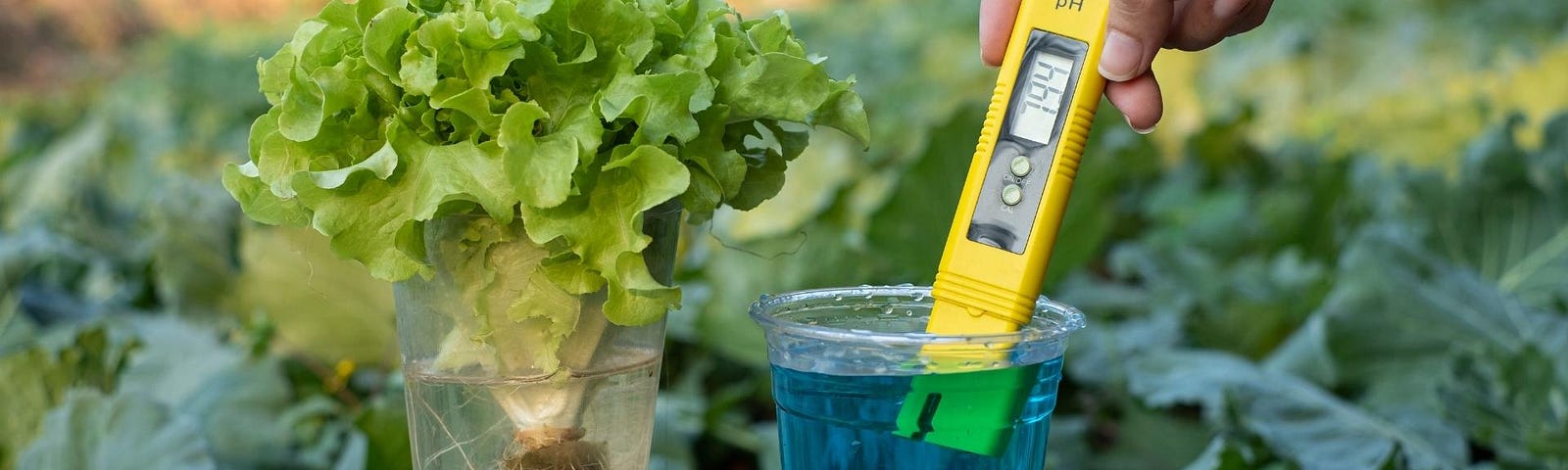 pH meters: what to look for when you’re buying
 
If you’re new to the world of hydroponics, then you may be wondering what a pH meter is and why you need one. A pH meter is a device used to measure the acidity or alkalinity of a solution. In hydroponics, it’s important to keep the pH of your nutrient solution within a certain range in order to ensure healthy plant growth.