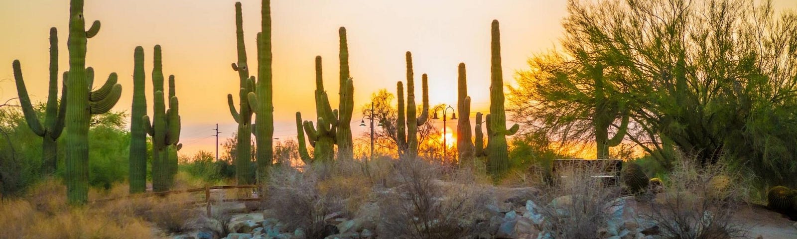 Saguaro cacti and a desert landscape at sunset, in Arizona