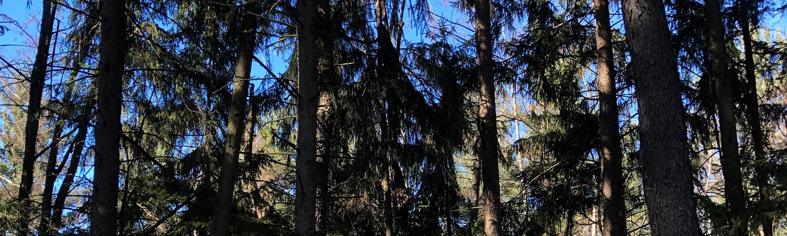 Tall pine trees against a blue sky