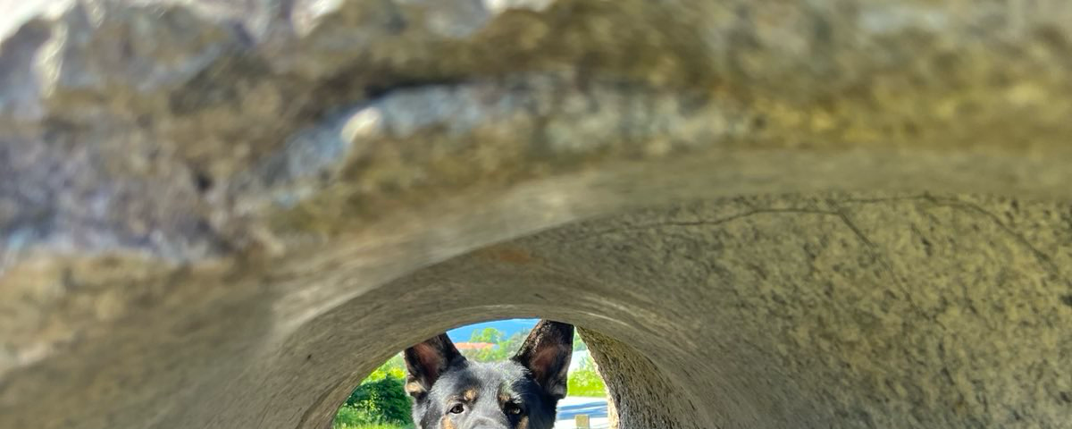 The writer pictures his german shepherd dog, Finn, at the other end of a rock display.