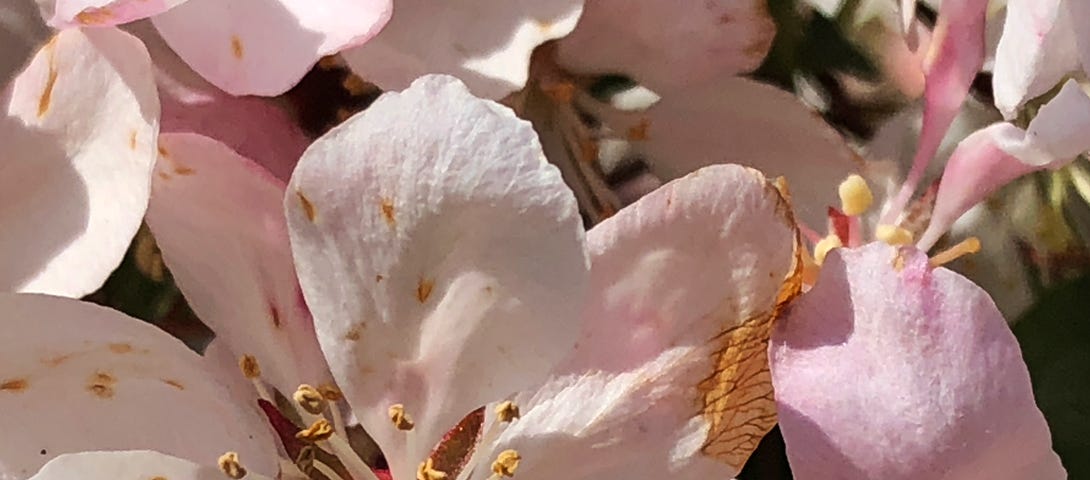 Pink crabapple blossoms.