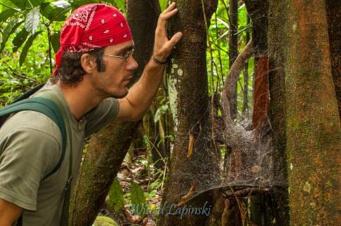 A man with olive t-shirt and a red bandana looks at a huge spider web between two tree trunks.