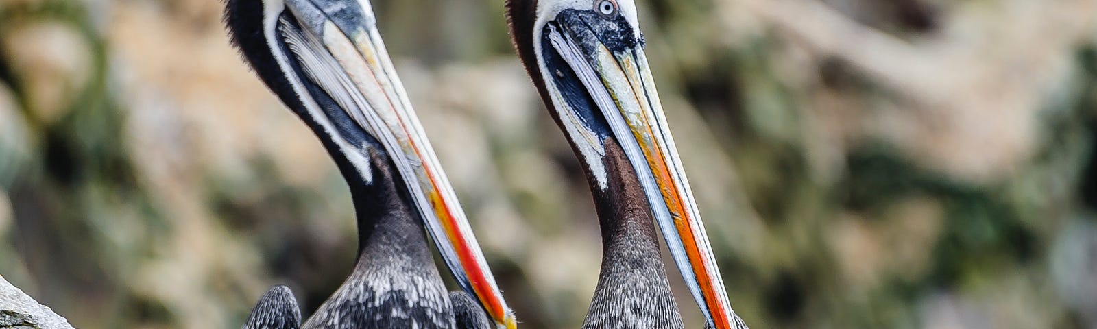 A pair of Pelicans sitting on a rock facing right