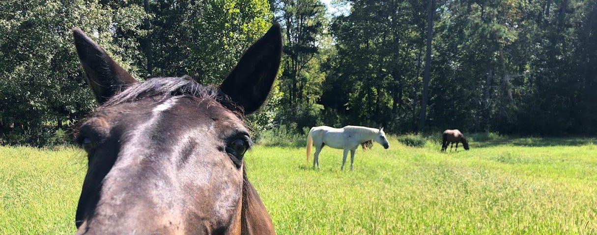 A close-up shot of Bentley’s nose and face. Behind him in a field is Stella and Dane.