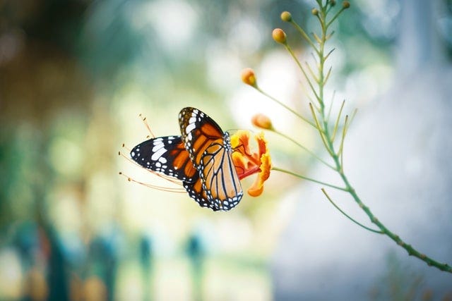 A monarch butterfly on a resting on a flower.