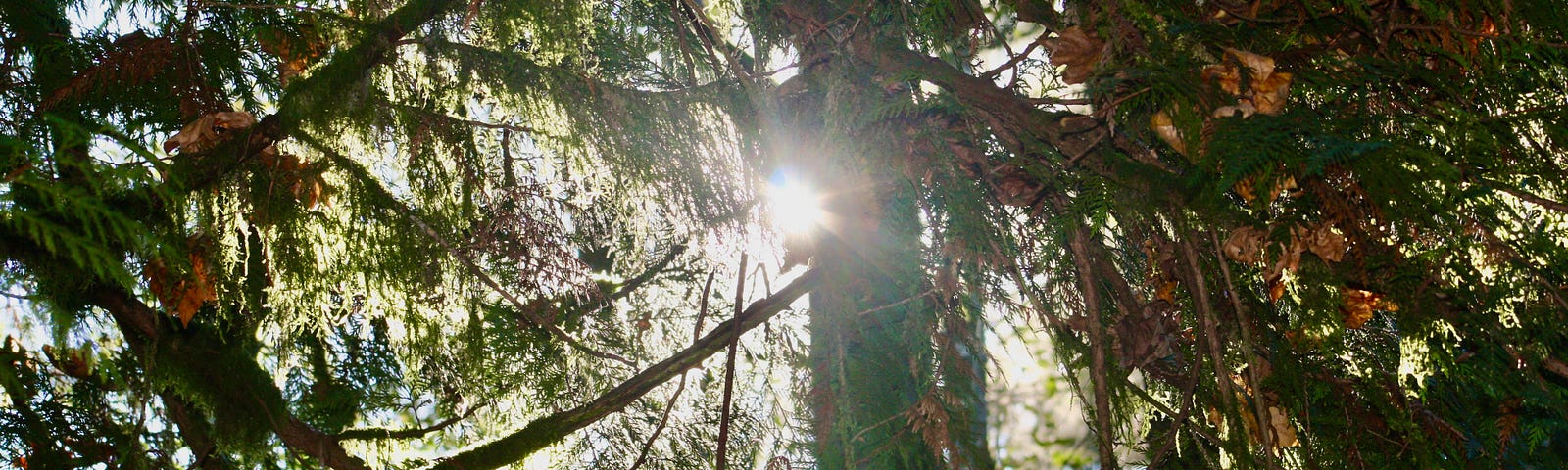 A tree reaches for the sun in a forest.