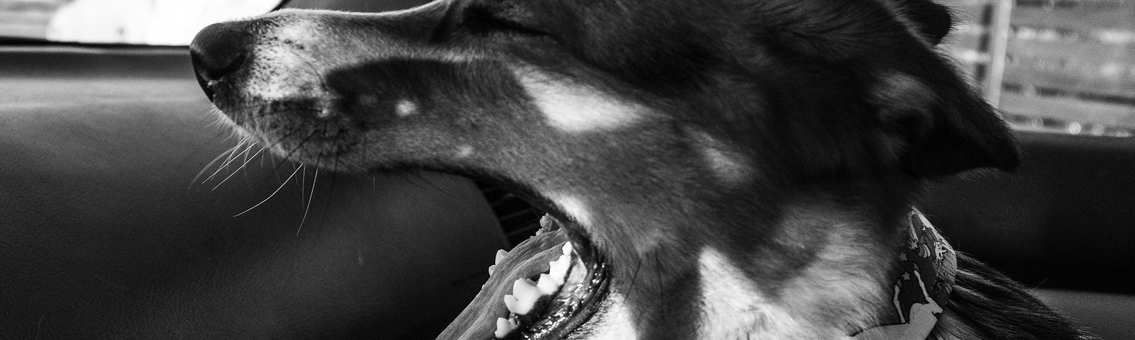 black and white photograph of a dog barking orders from the passenger seat of a car.