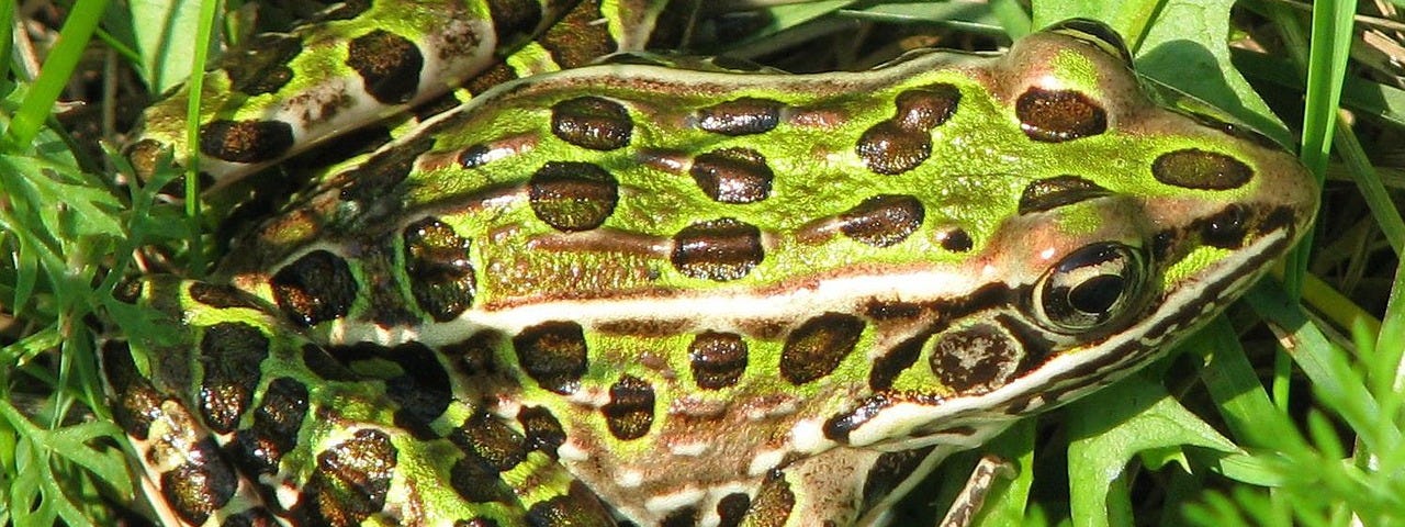 Northern Leopard Frog near ferns