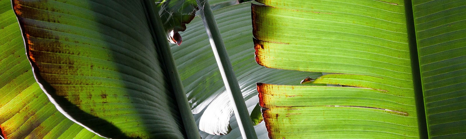close up of banana leaves, large flat heavy leaves.