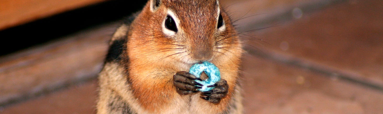Weight loss. Squirrel eating a blue fruit loop.