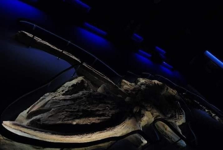 PhOTO of a fossil whale by Mattia Paparo