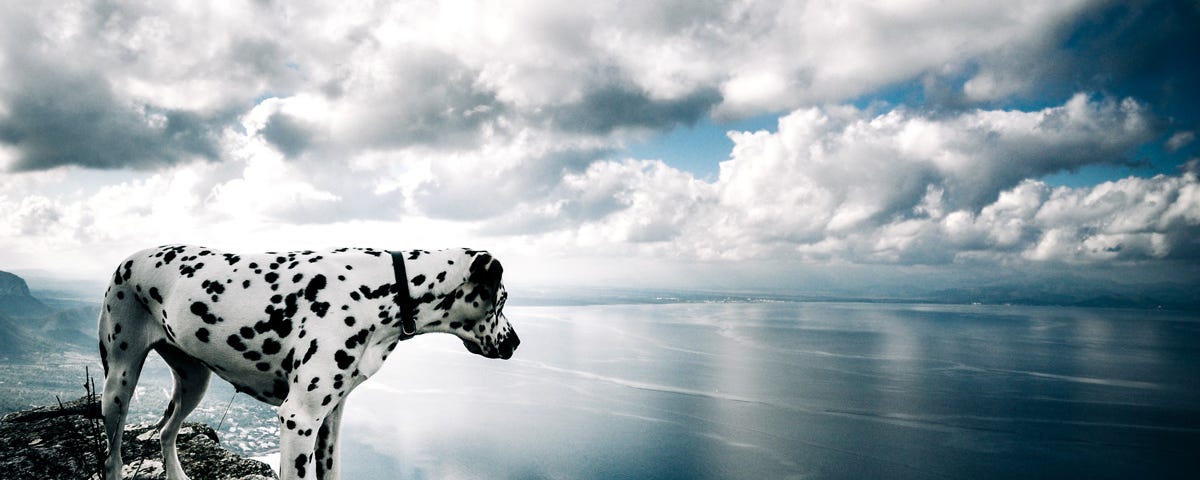 Kajsa the Dalmatian high above the Alcudia Bay, overlooking the ocean.