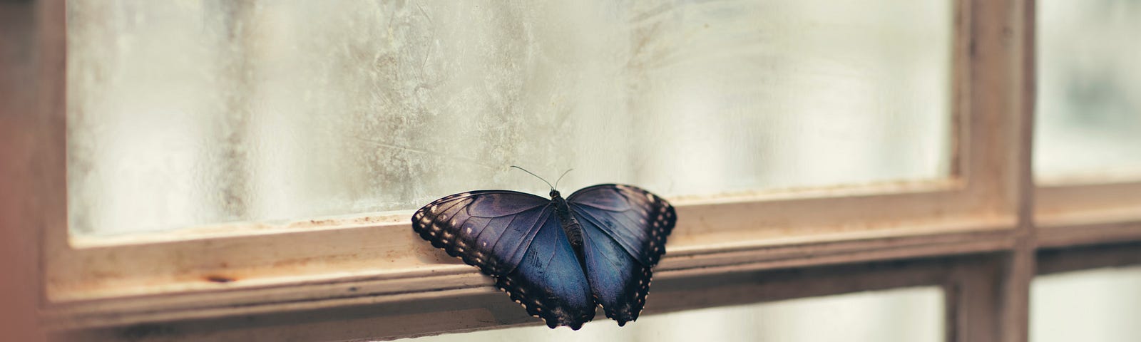 Butterfly trapped behind glass on window pane