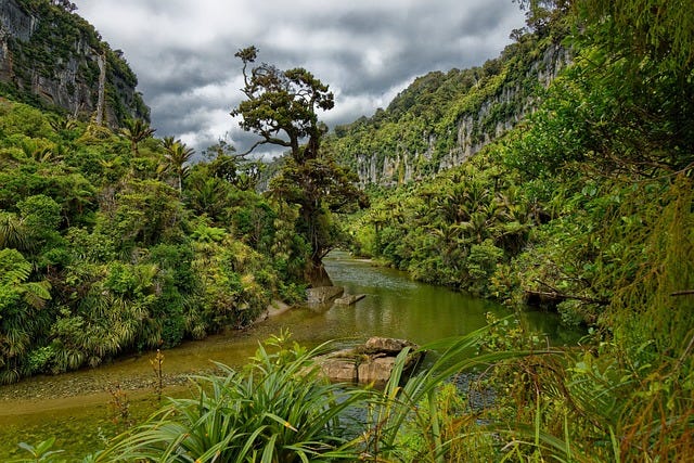 A lush landscape in a forest, with a river running through the centre.