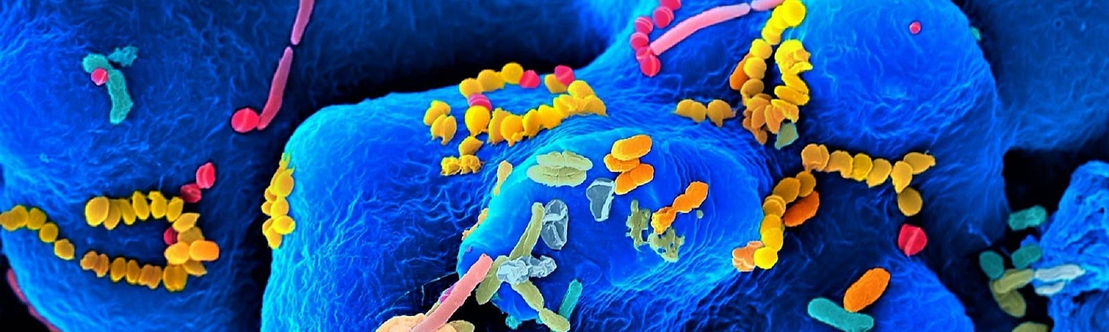 Image showing lots of different kinds of microscopic organisms