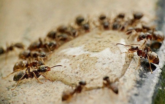 Ants drinking puddle of water