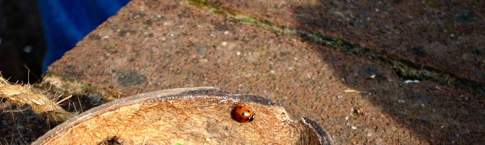 A leaf and a ladybird in an empty plant pot holder on a wall