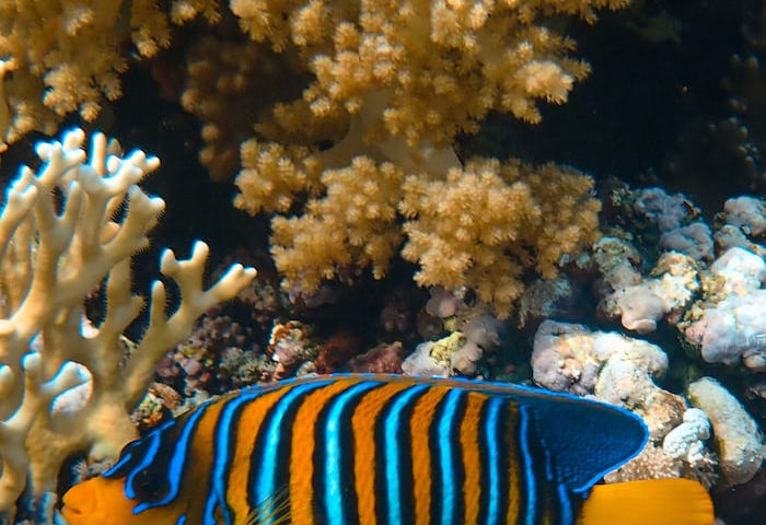 Photo of a tropical fish swimming in a reef.