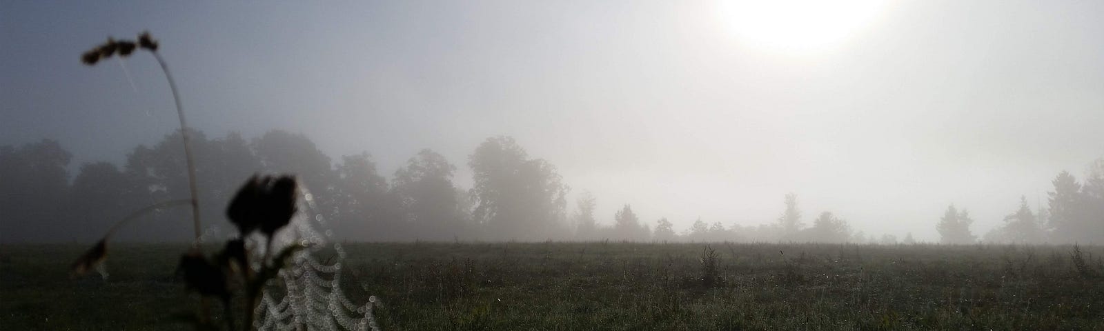 Spider web with dewdrops with trees along field on skyline and blurry sun in sky