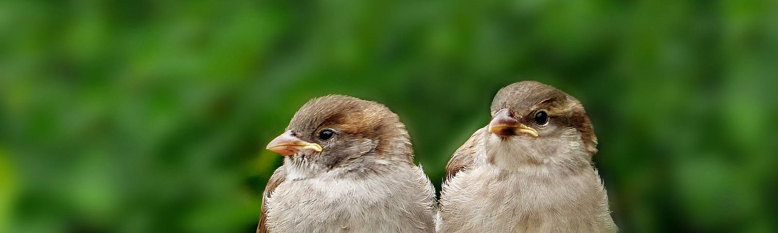 Two birds sitting close together on the rim of a bird bath. They are both looking at something off camera.