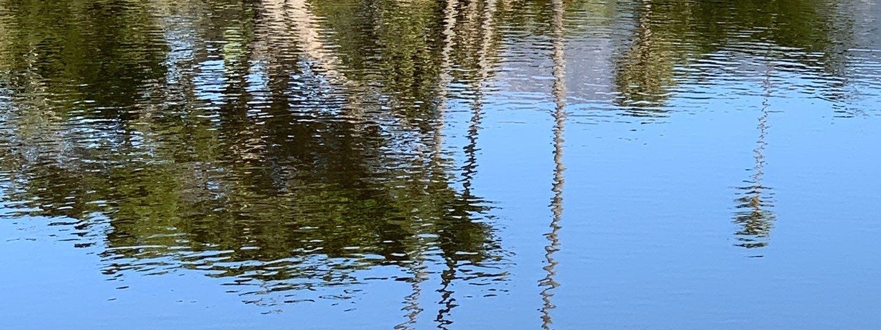 Trees reflected in water at West Beach. Photo by Mark Tulin.