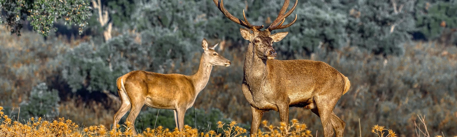 Two red deer, hind and hart, in the wild. Depositphotos.