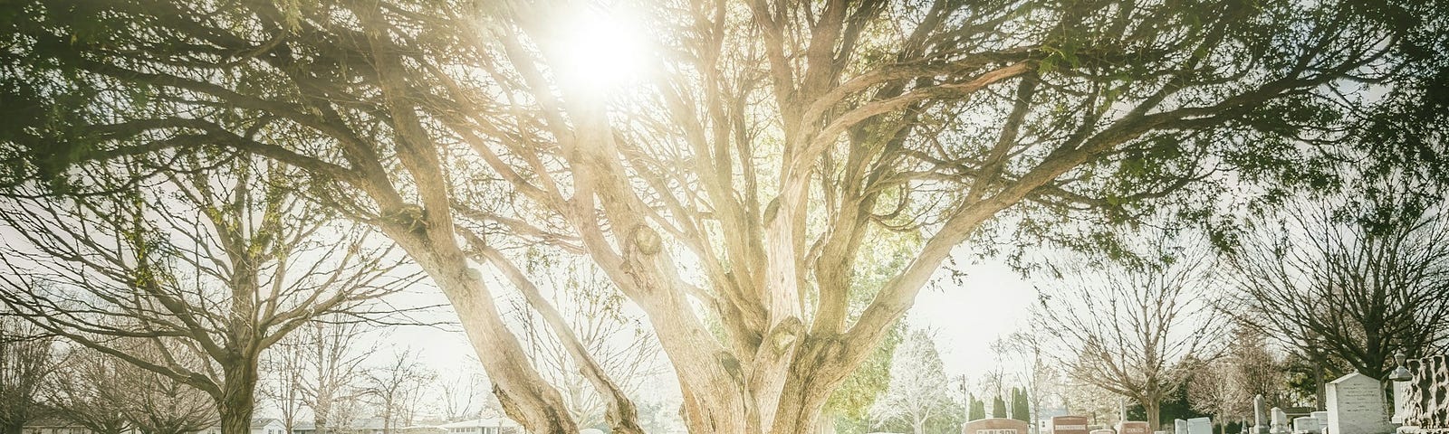 Photo of a cemetery with a large tree in the foreground with the sun streaming through it