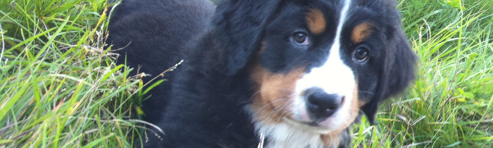 Puppy Freda laying in the grass.