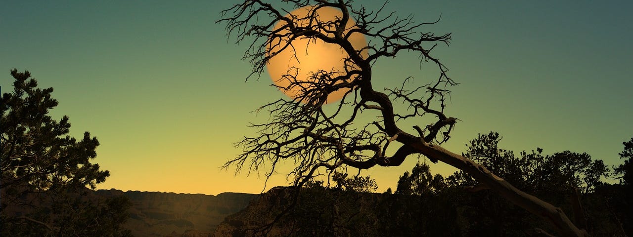 Rising full moon behind branches of tree.