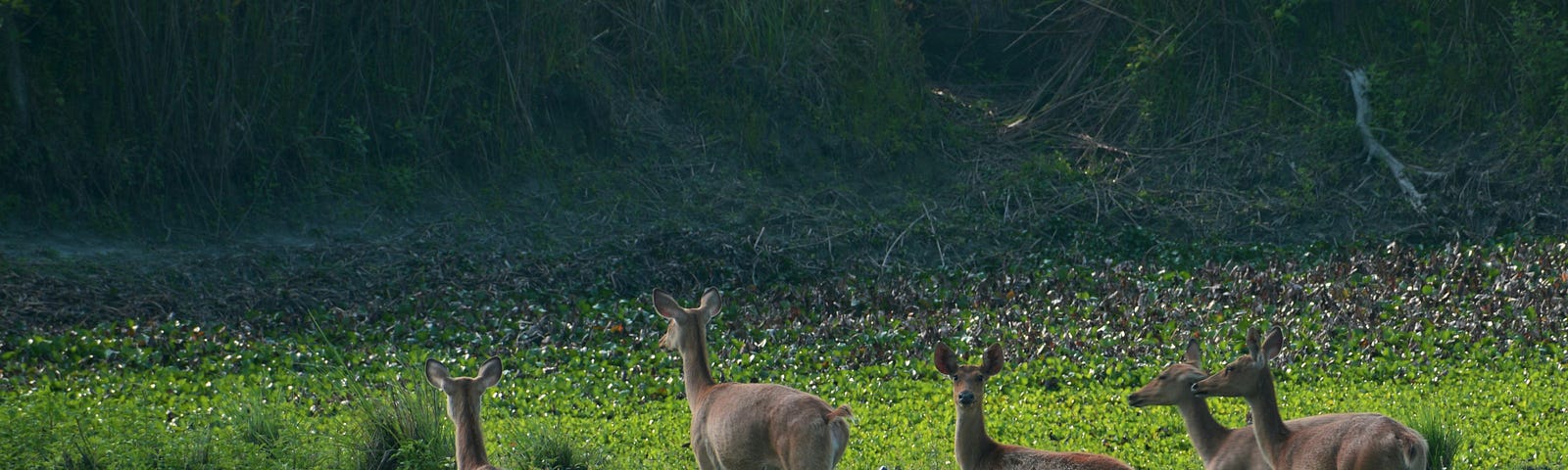 a herd of deer