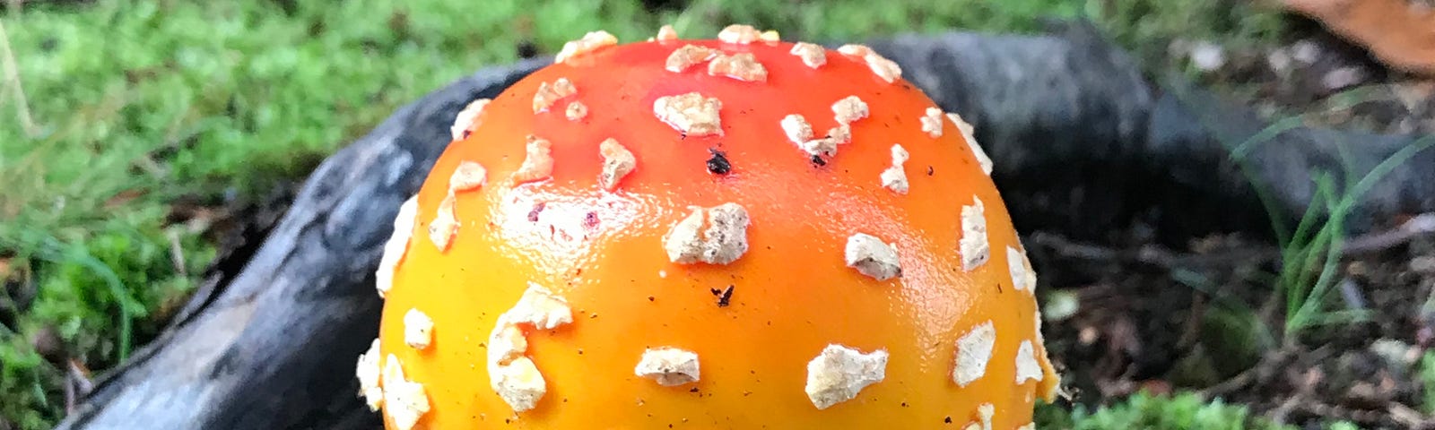 photo of a small fly agaric fungus — red with white dots on the cap, veil on stem visible, growing from the ground