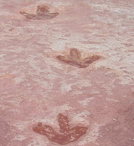 An image showing dinosaur tracks in red rock from Tuba City Arizona.