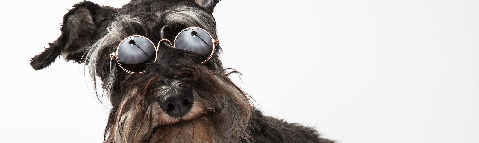 a terrier wearing round glasses
