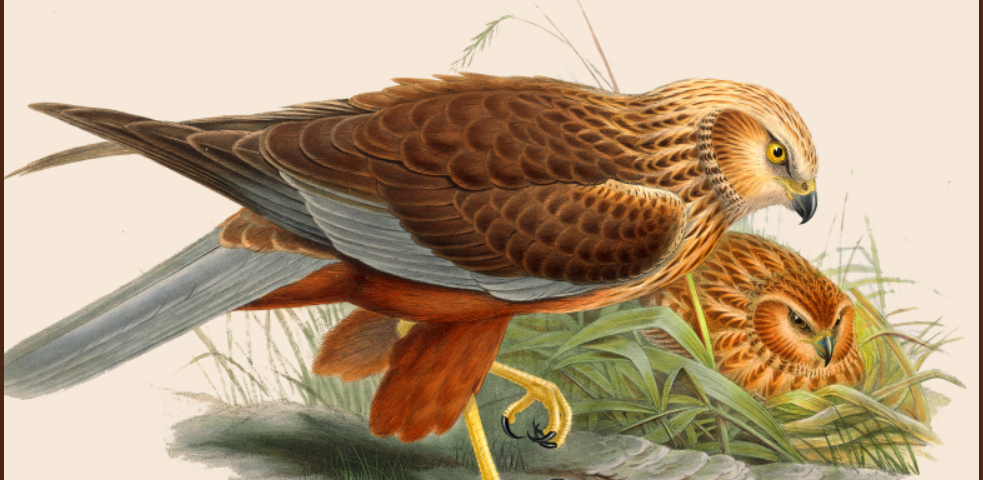 Image of Male and Female Marsh-Harrier from Birds of Great Britain (Public Domain)