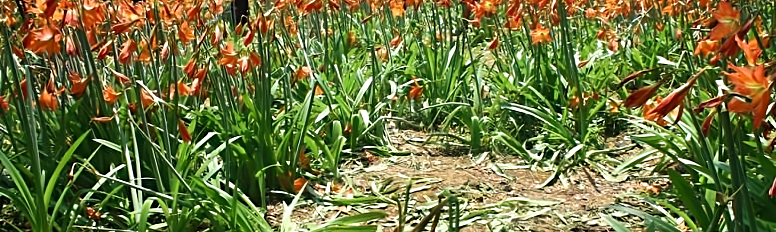 Bunga amarilis dan oknum pelaku dibelakangnya