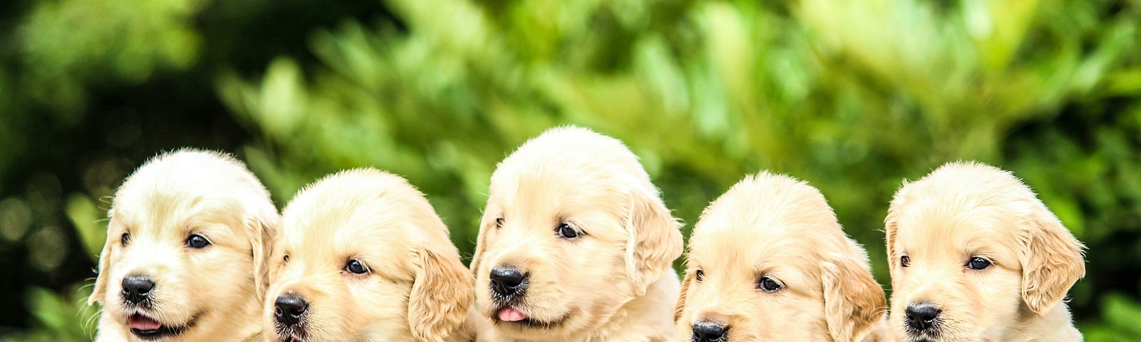 Five Golden Retriever puppies in a row.