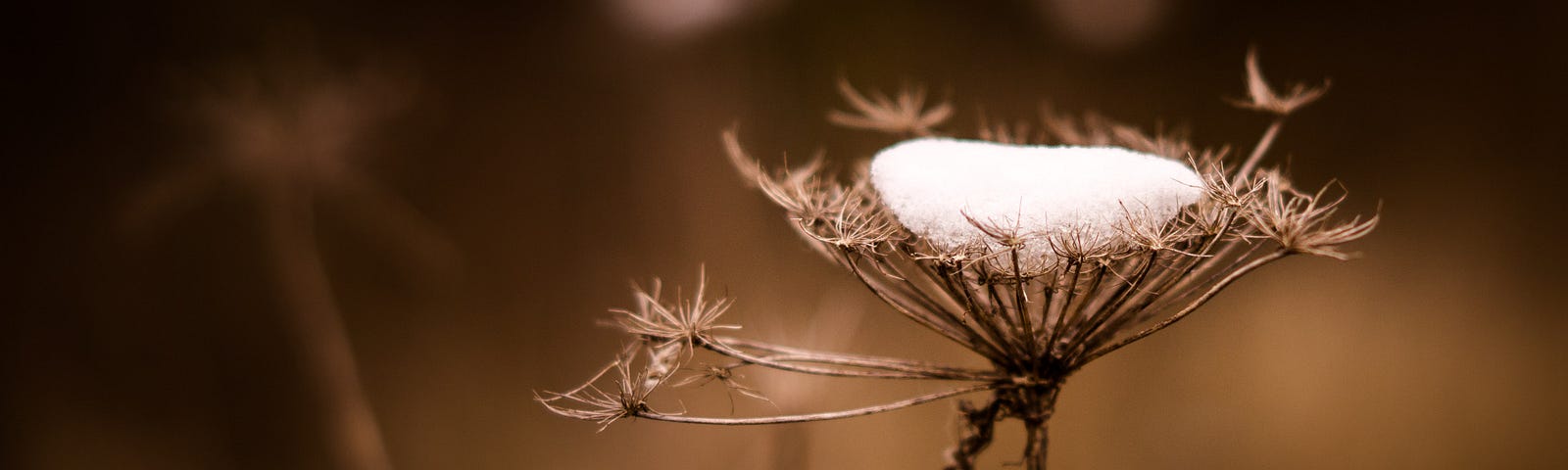 Dried flower head with snow on top.