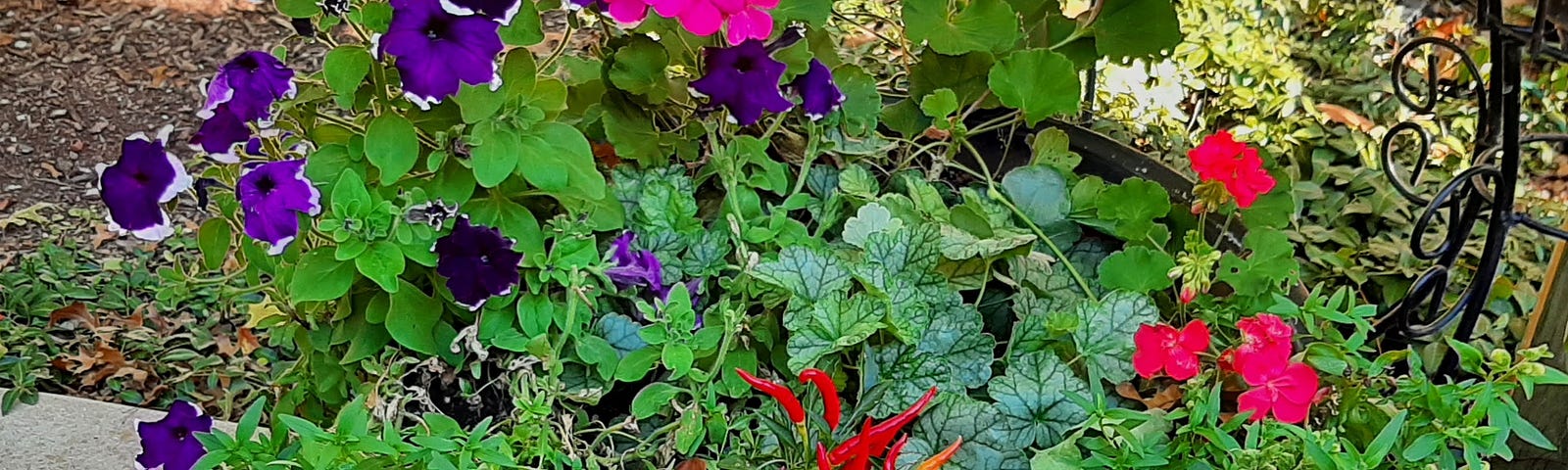 Big pot of purple petunias, red ornamental peppers, snapdragons, and more.