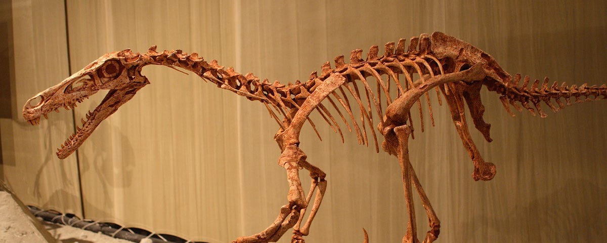 Velociraptor skeleton mounted