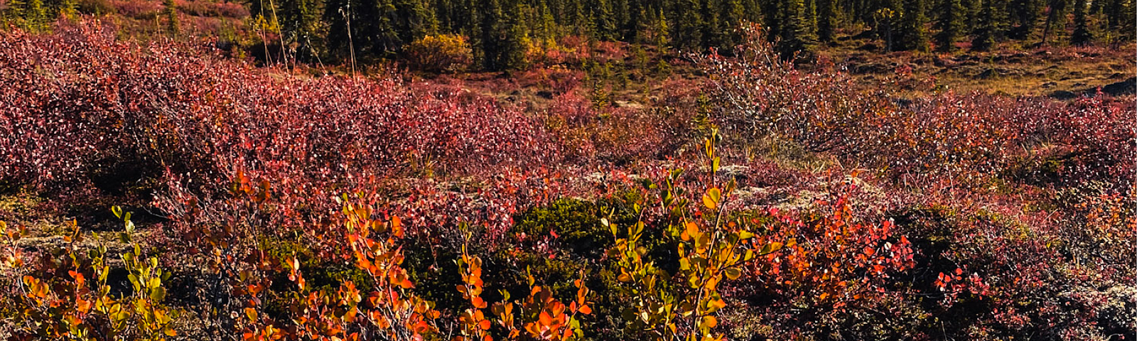 Photo of fall tundra with mountains in the background. At bottom are five color blocks in maroon, orange, and olive shades.