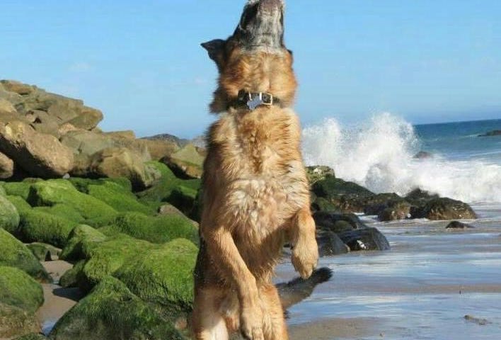 German Shepherd jumping on beach