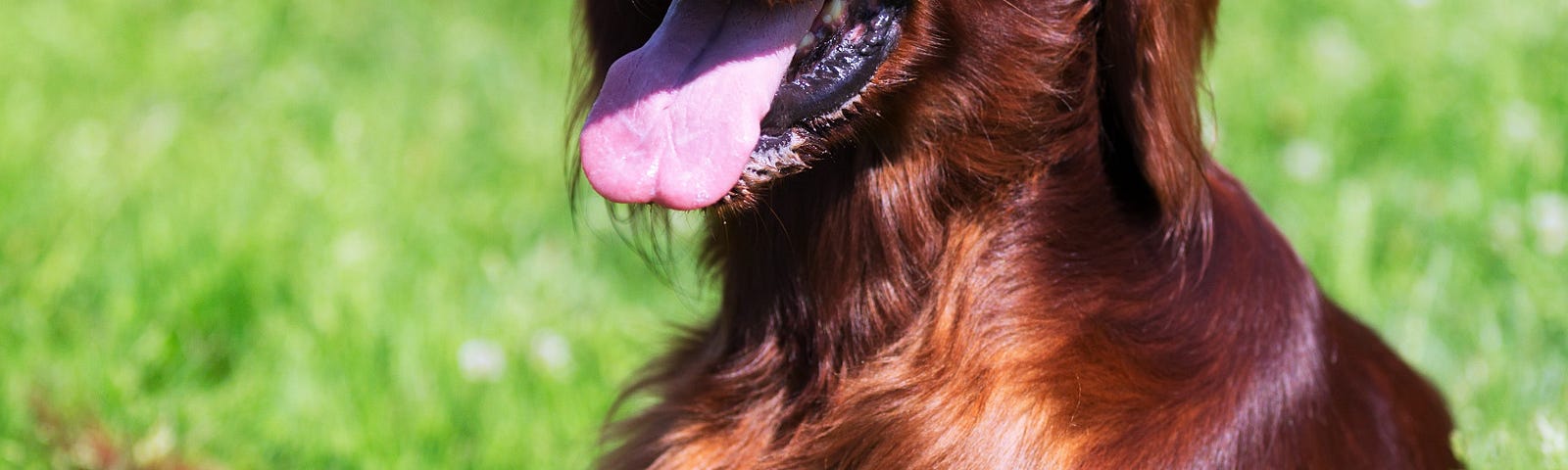 Happy Irish Setter laying in the grass. Phaedra laughing at the stupid human.