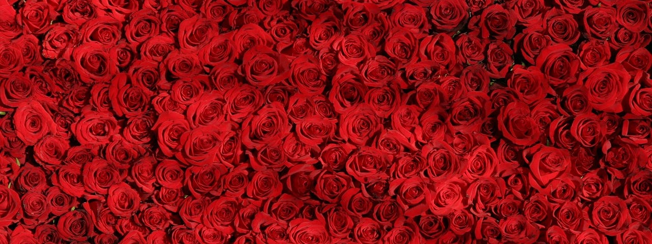 Many, many red roses arranged so close together as to fill the field of view.