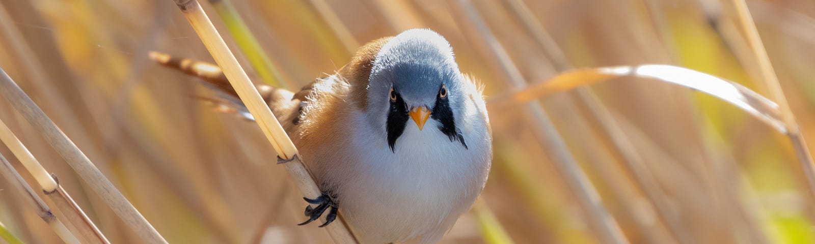 bearded tit perches on a reed