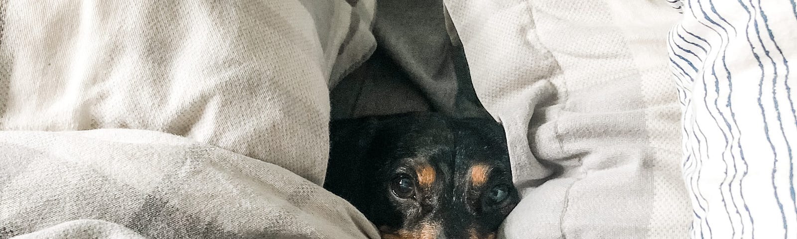 Black & tan dog in bed beetween two pillows