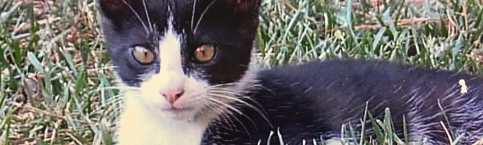 Author’s photo of Millicent, a little lost black and white kitten sitting in the grass