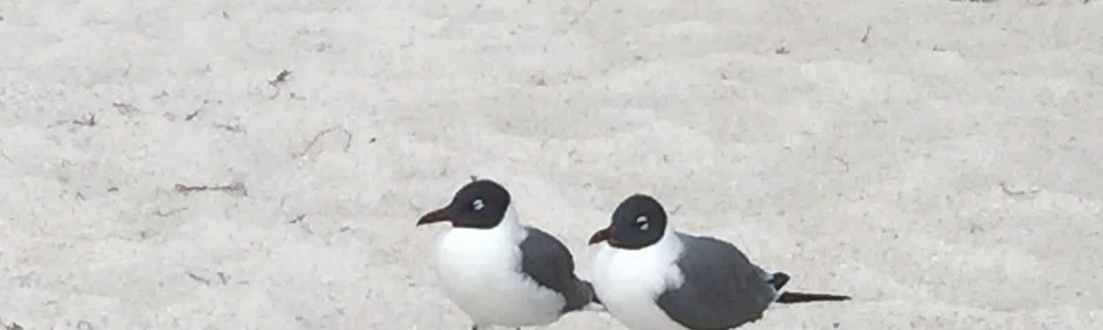 Two black-and-white seagulls side by side in the sand