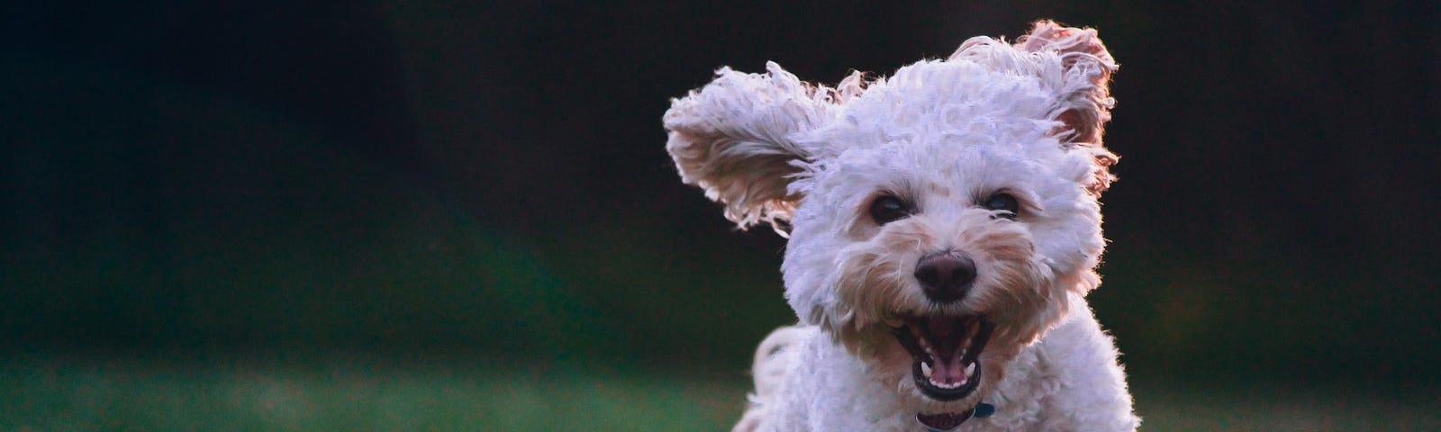 Small happy dog running through a field