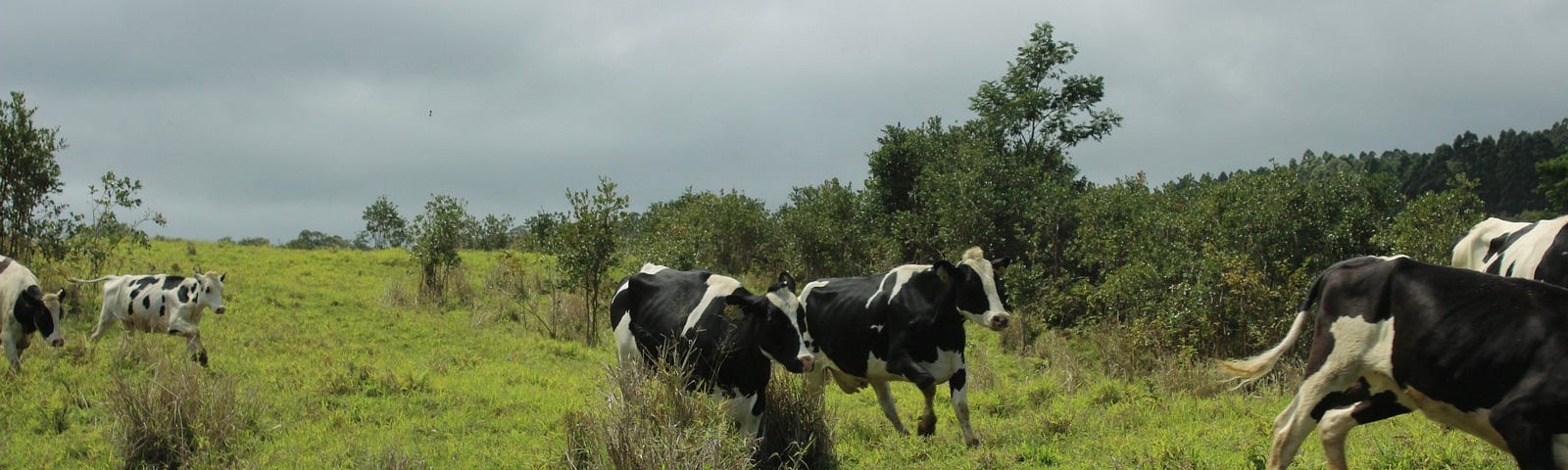 Four black-and-white cows frolicking on a grassy field on an overcast day.