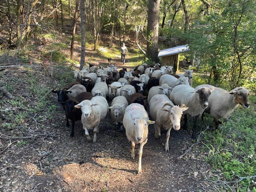 photo of sheep herd following a trail in the woods